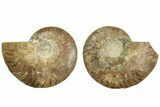 Cut & Polished, Agatized Ammonite Fossil - Madagascar #206759-1